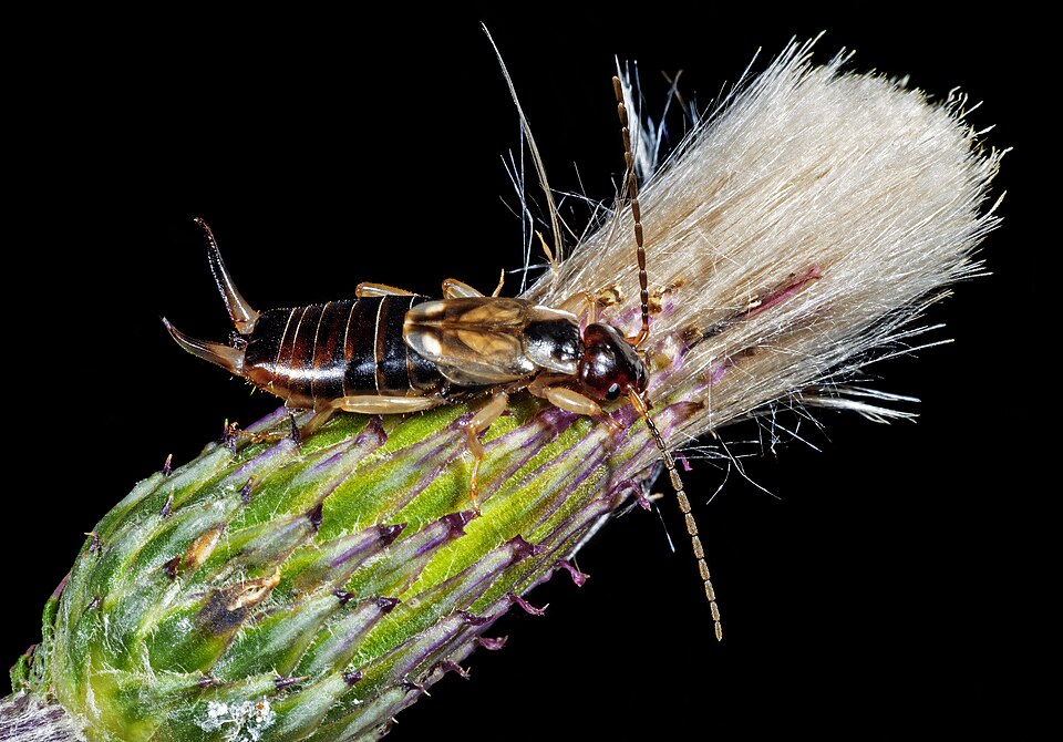 Earwigs